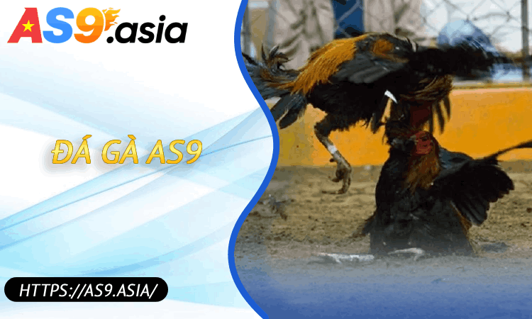 Đá Gà AS9