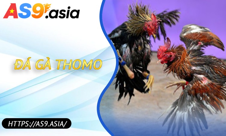 Đá Gà Thomo